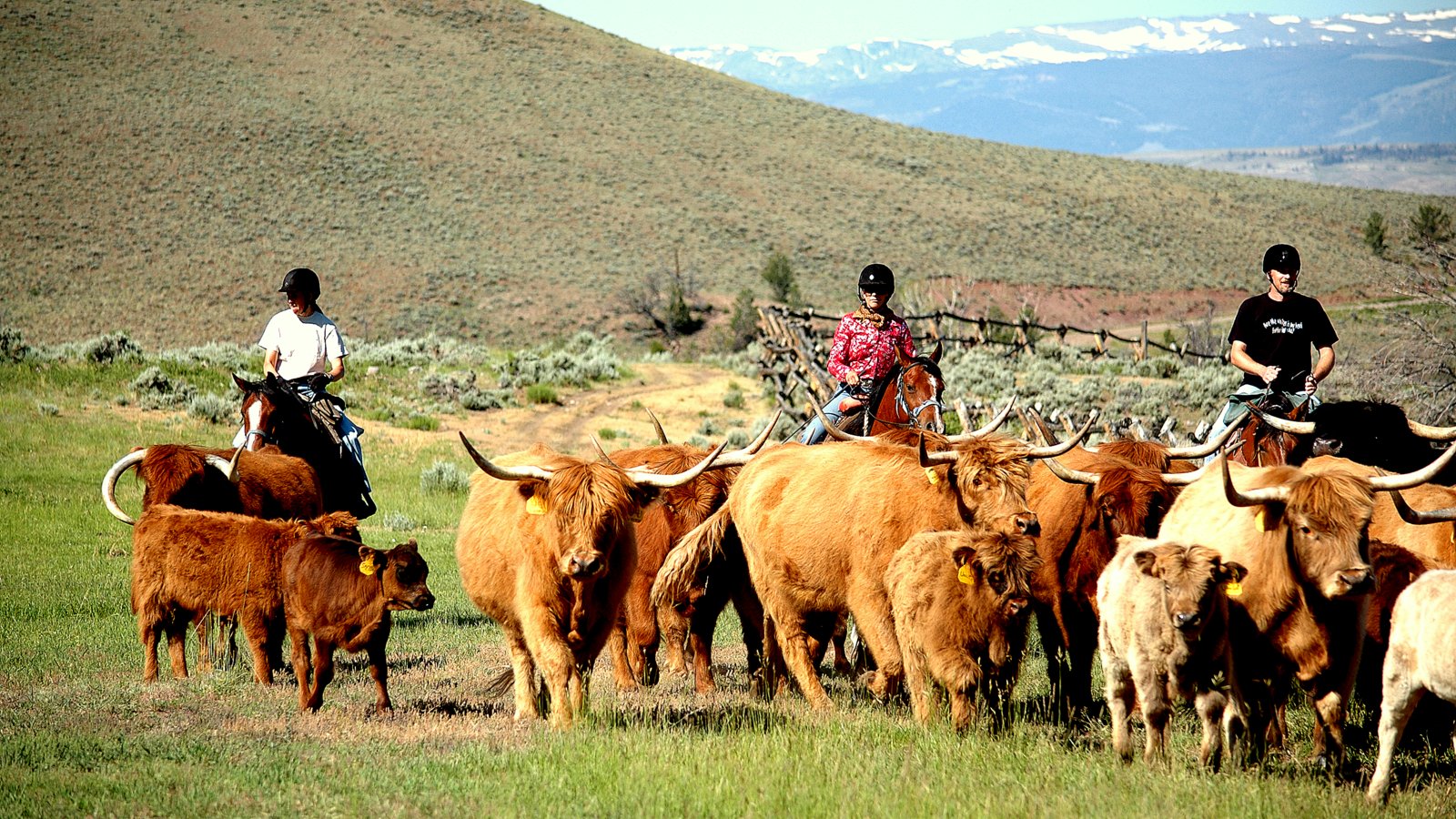 Cattle drive vacations at the Bitterroot Ranch Bitterroot Ranch