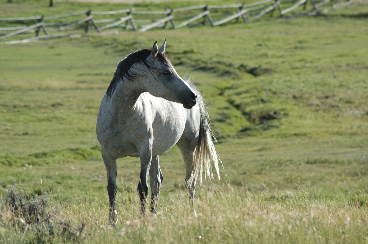 Spanish Arabian Mares in Wyoming at Bitterroot Ranch | Bitterroot Ranch