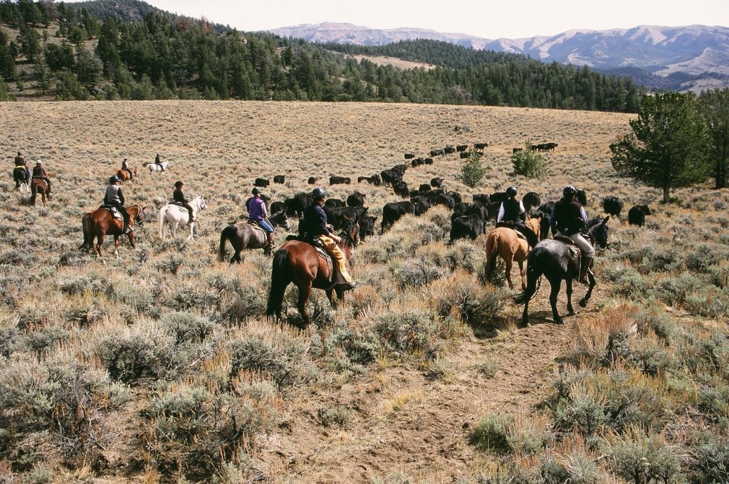 cattle range