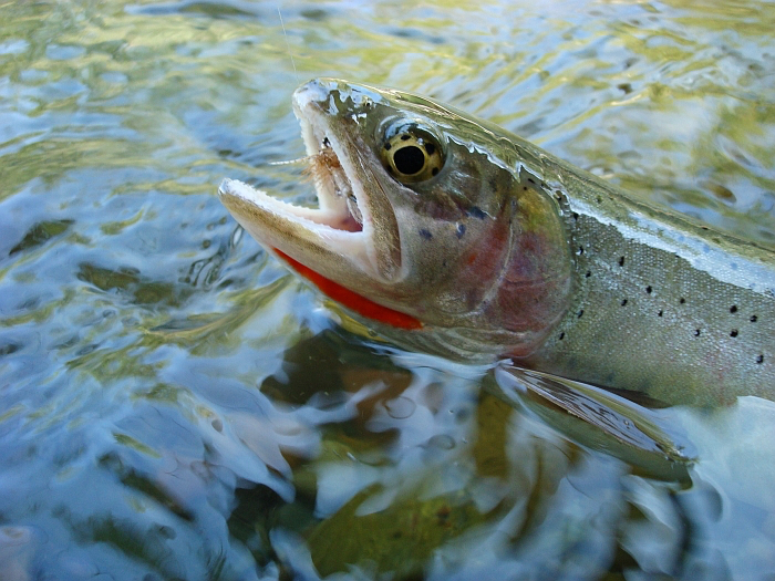 Bayard Fox Describes Local Fishing - Bitterroot Ranch